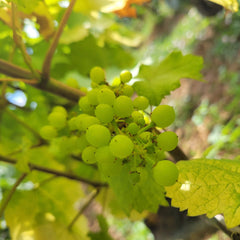 Bourgogne Blanc